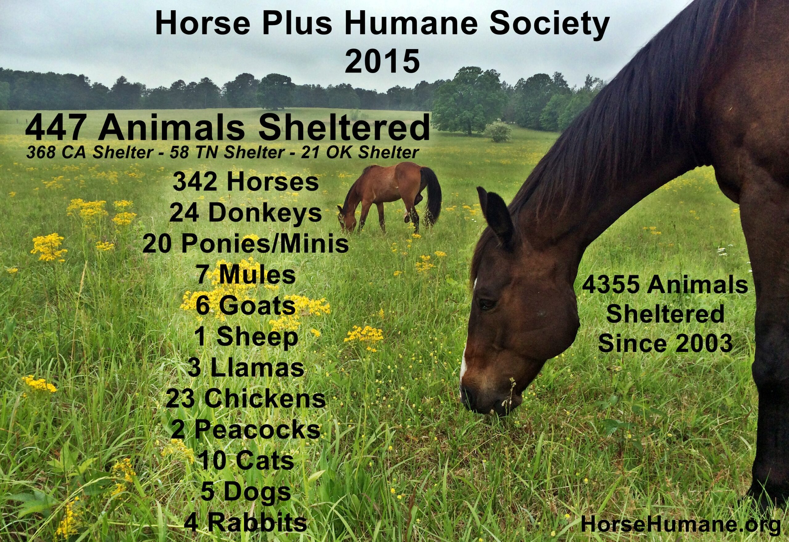 horse rescue