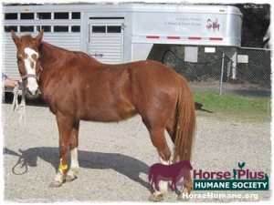 horse shelter