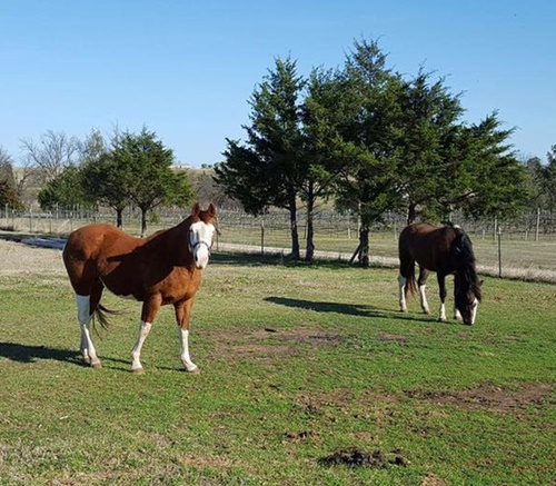 horse shelter