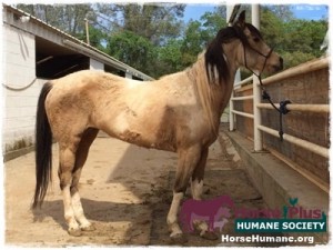 horse rescue