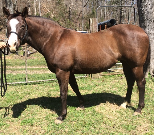 horse shelter