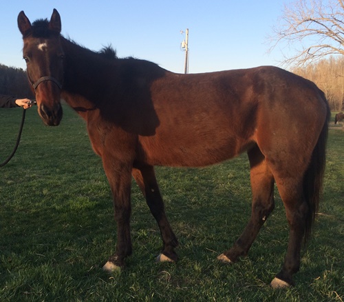 horse rescue