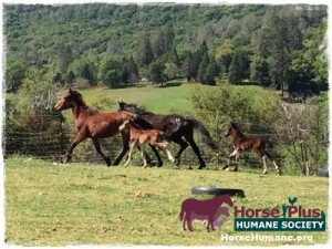 horse rescue