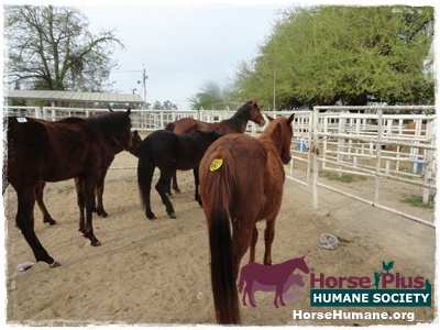 horse rescue
