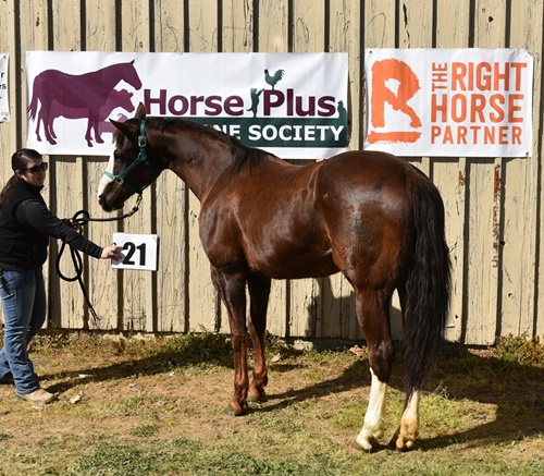 horse surrender