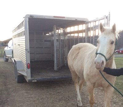 horse rescue