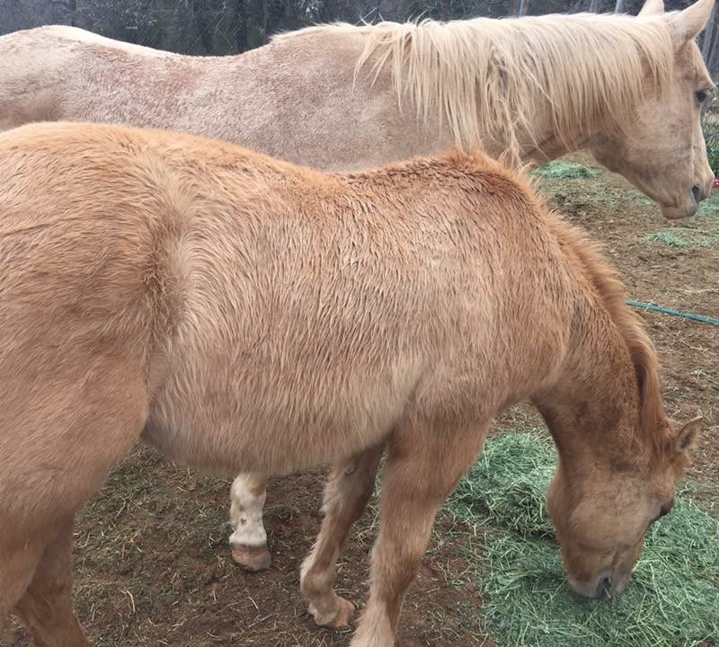 horse rescue