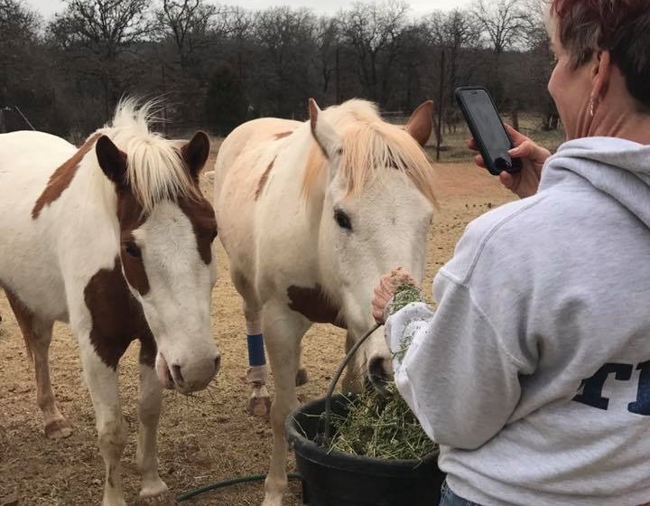 horse shelter