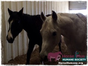 horse shelter