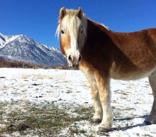 horse shelter