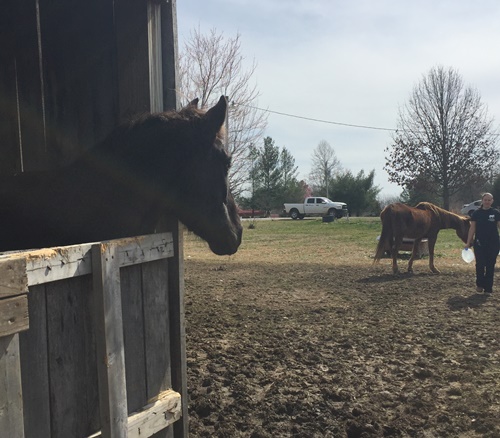 horse rescue