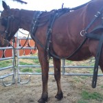 horse rescue