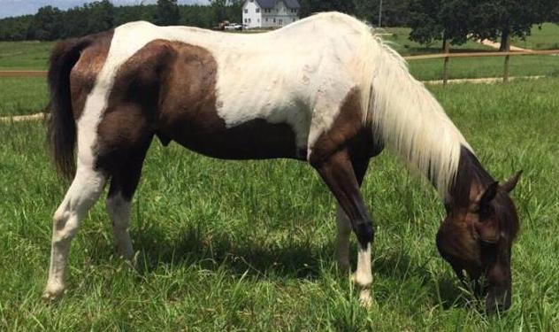 horse rescue