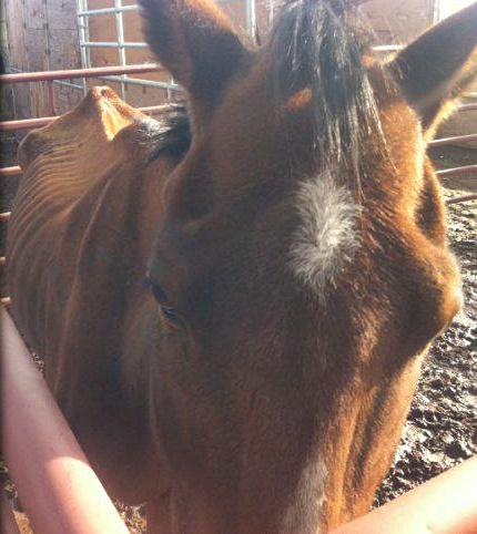 horse rescue