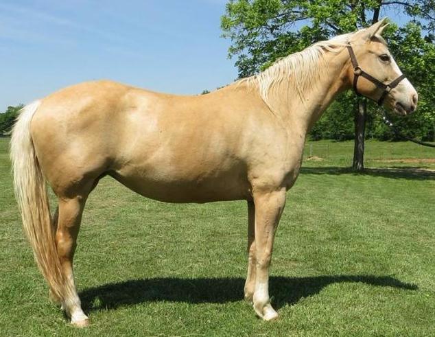 horse rescue
