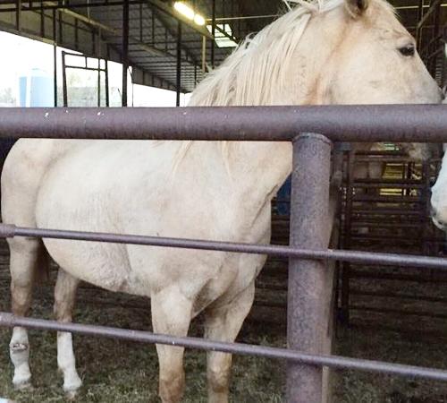 horse trailer