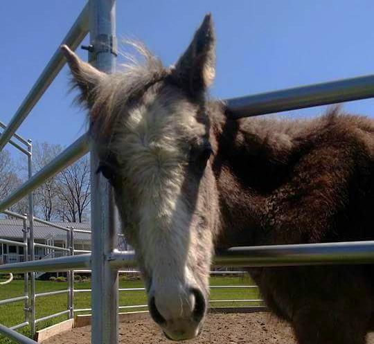 horse rescue