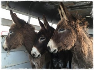 horse shelter