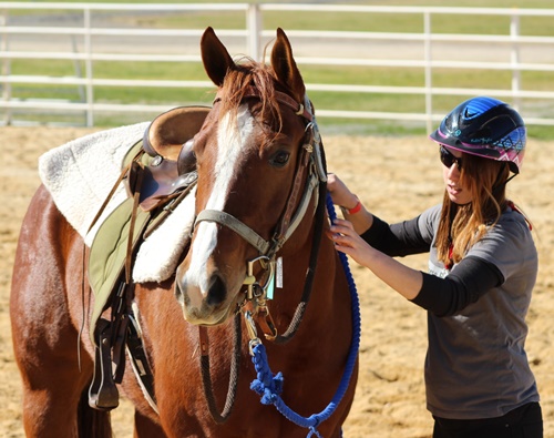 Equine program