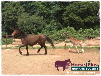 horse rescue