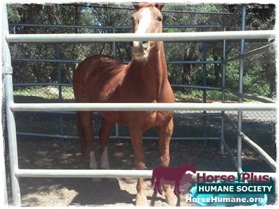 horse shelter