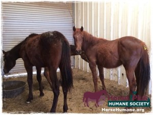 horse shelter