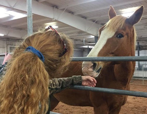 horse shelter