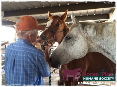 horse rescue