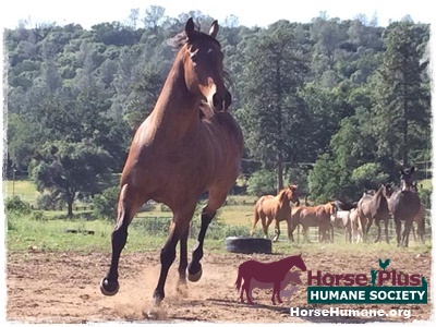 horse shelter