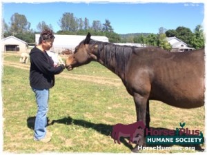 horse shelter