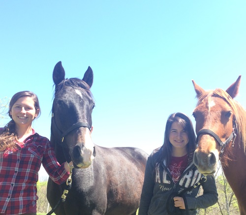 horse shelter