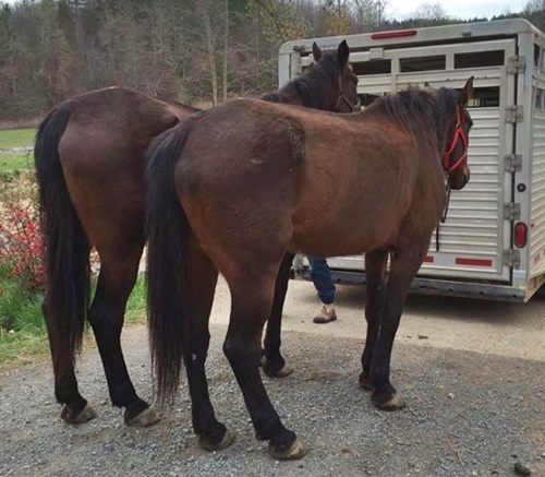 horse expo