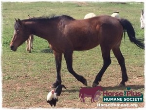 horse adoption