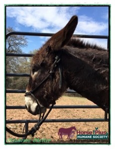 horse rescue