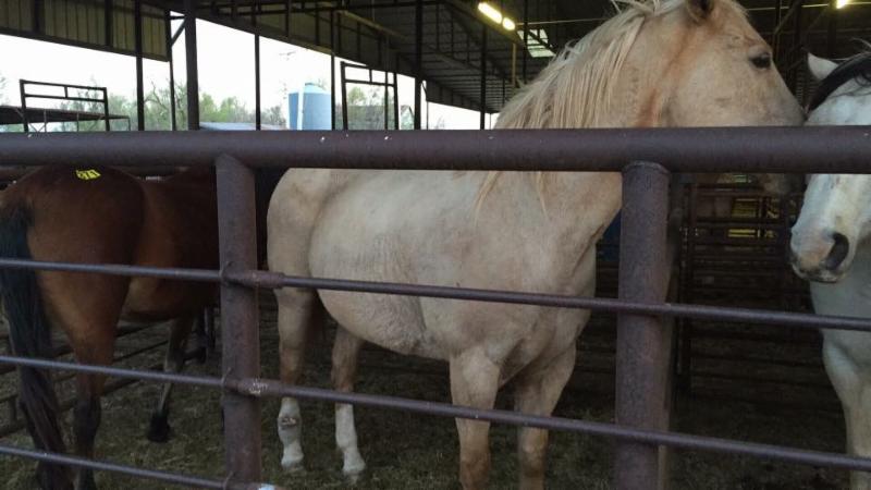 horse rescue