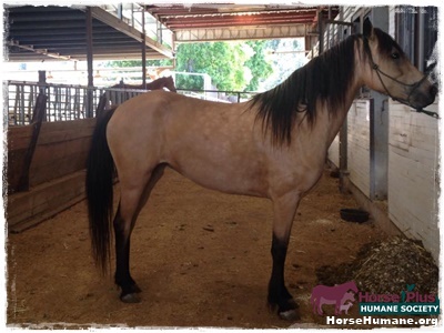 horse rescue