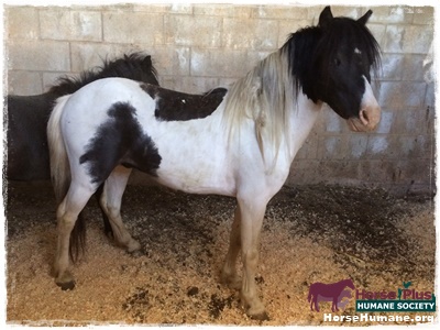 horse rescue