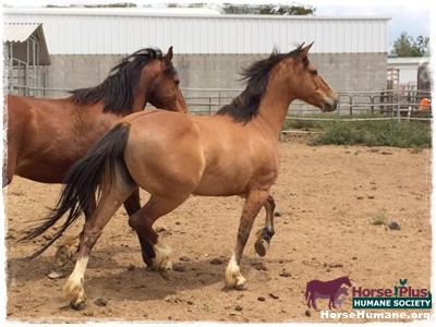 horse shelter