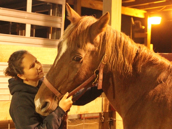 horse rescue