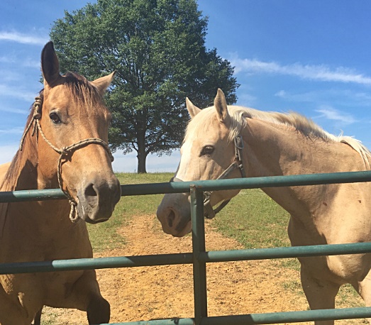 horse shelter