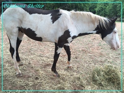 horse rescue