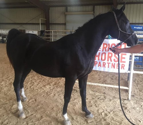 horse shelter