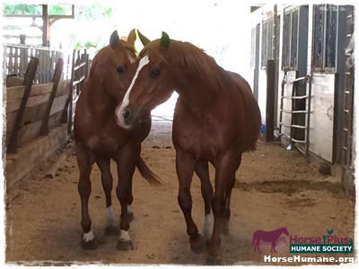 horse rescue