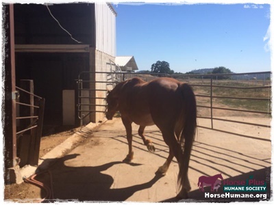 horse shelter