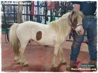 horse shelter