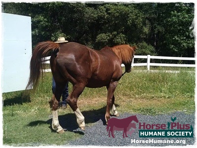 horse shelter