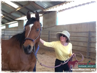 horse rescue