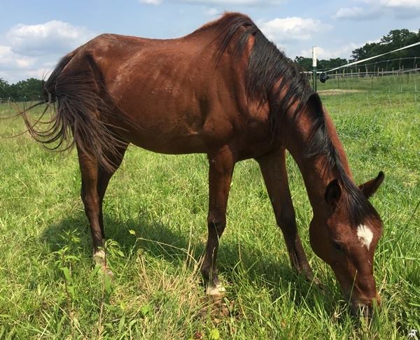 horse rescue