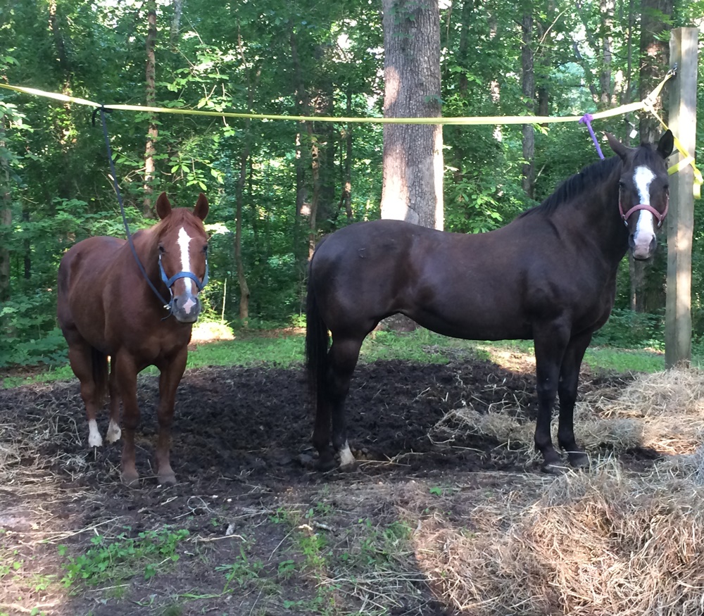 horse shelter