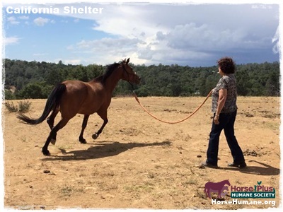 horse rescue